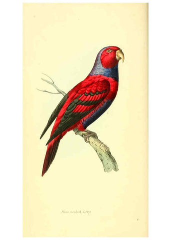 Reproducción/Reproduction 6197655301: Zoological illustrations v.1. London :Baldwin & Cradock,1829-1833