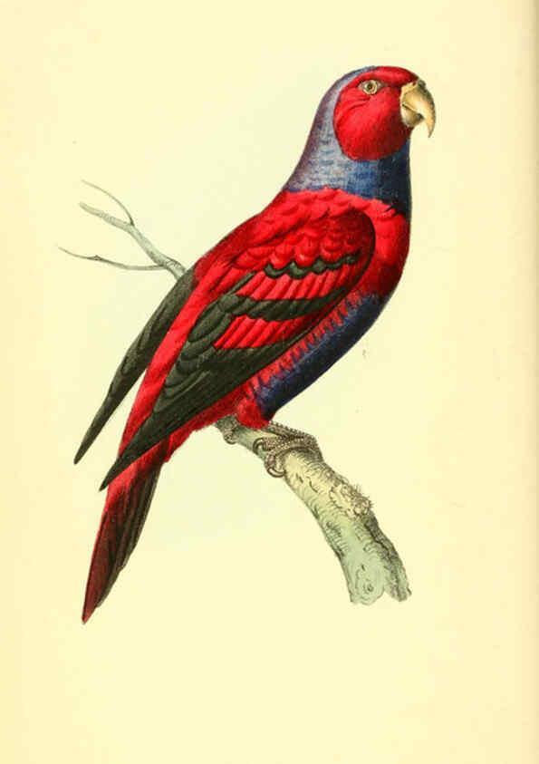 Reproducción/Reproduction 6197655301: Zoological illustrations v.1. London :Baldwin & Cradock,1829-1833