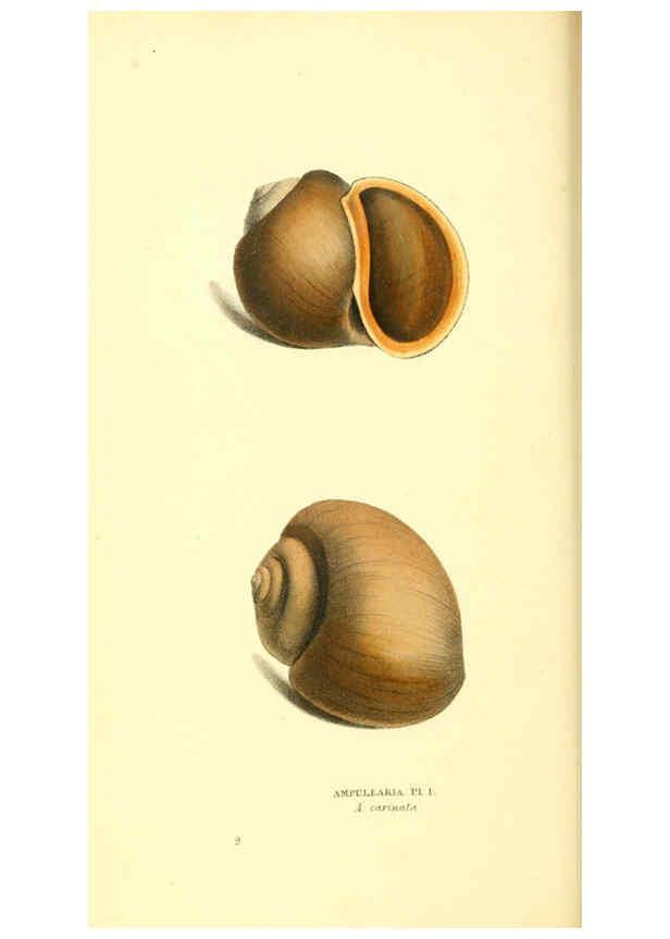 Reproducción/Reproduction 6197655511: Zoological illustrations v.1. London :Baldwin & Cradock,1829-1833