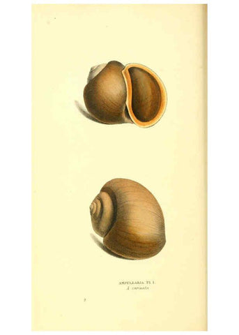 Reproducción/Reproduction 6197655511: Zoological illustrations v.1. London :Baldwin & Cradock,1829-1833