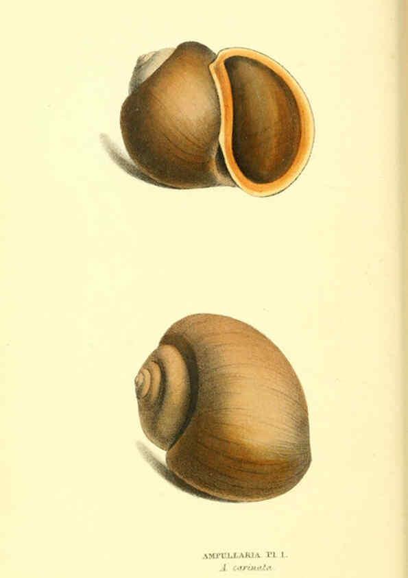 Reproducción/Reproduction 6197655511: Zoological illustrations v.1. London :Baldwin & Cradock,1829-1833