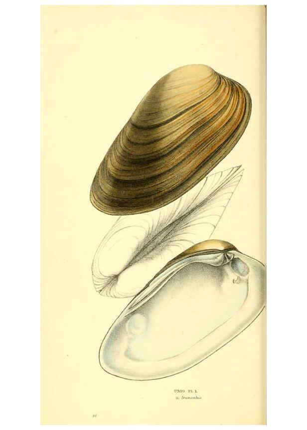 Reproducción/Reproduction 6197655729: Zoological illustrations v.1. London :Baldwin & Cradock,1829-1833