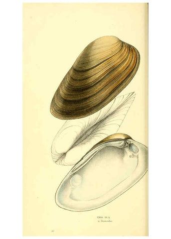Reproducción/Reproduction 6197655729: Zoological illustrations v.1. London :Baldwin & Cradock,1829-1833