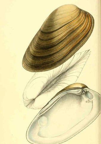 Reproducción/Reproduction 6197655729: Zoological illustrations v.1. London :Baldwin & Cradock,1829-1833