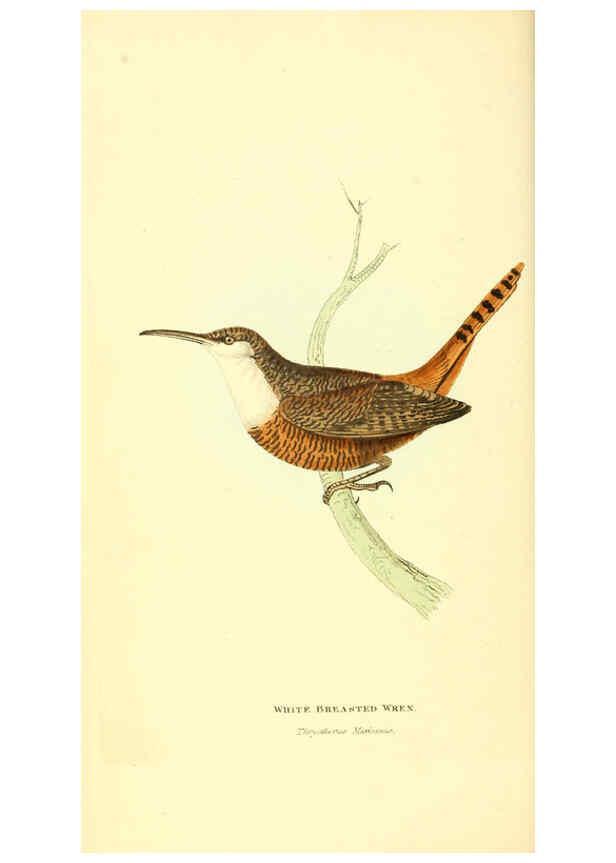 Reproducción/Reproduction 6198173970: Zoological illustrations v.1. London :Baldwin & Cradock,1829-1833