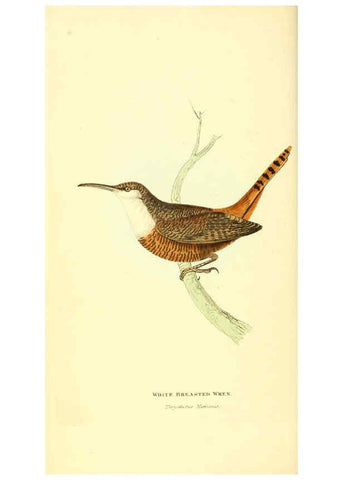 Reproducción/Reproduction 6198173970: Zoological illustrations v.1. London :Baldwin & Cradock,1829-1833