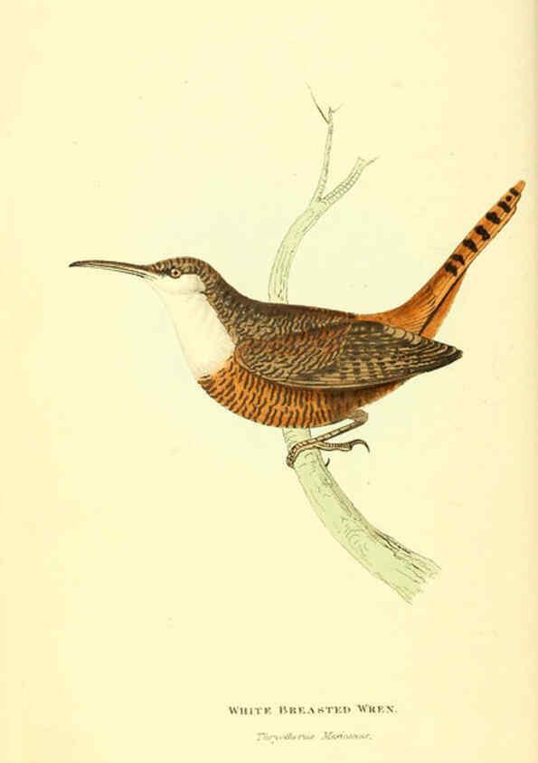 Reproducción/Reproduction 6198173970: Zoological illustrations v.1. London :Baldwin & Cradock,1829-1833