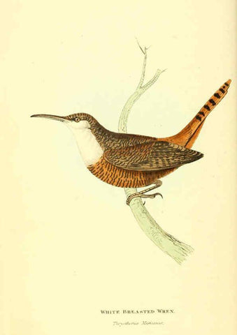 Reproducción/Reproduction 6198173970: Zoological illustrations v.1. London :Baldwin & Cradock,1829-1833