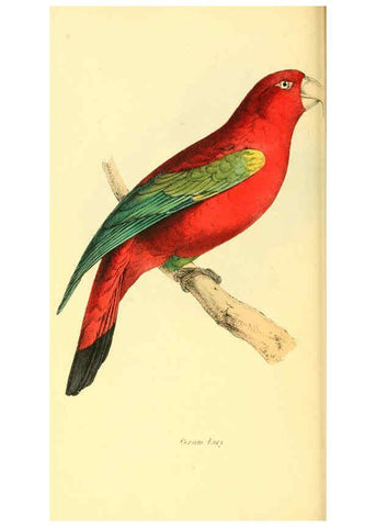 Reproducción/Reproduction 6198174154: Zoological illustrations v.1. London :Baldwin & Cradock,1829-1833