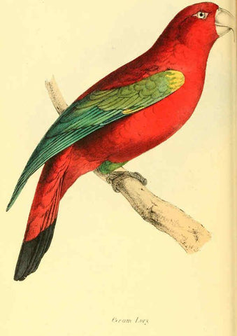 Reproducción/Reproduction 6198174154: Zoological illustrations v.1. London :Baldwin & Cradock,1829-1833