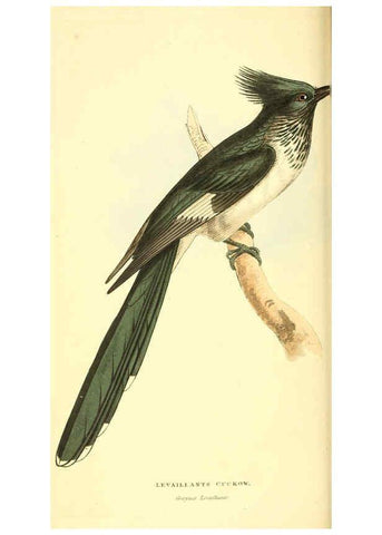 Reproducción/Reproduction 6198174334: Zoological illustrations v.1. London :Baldwin & Cradock,1829-1833