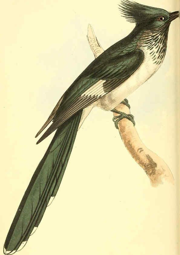 Reproducción/Reproduction 6198174334: Zoological illustrations v.1. London :Baldwin & Cradock,1829-1833