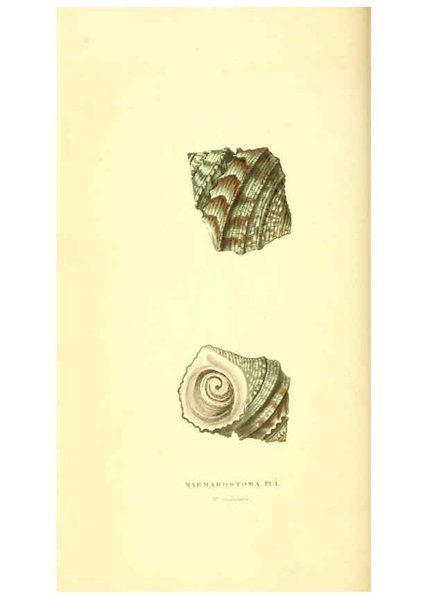 Reproducción/Reproduction 6198174536: Zoological illustrations v.1. London :Baldwin & Cradock,1829-1833