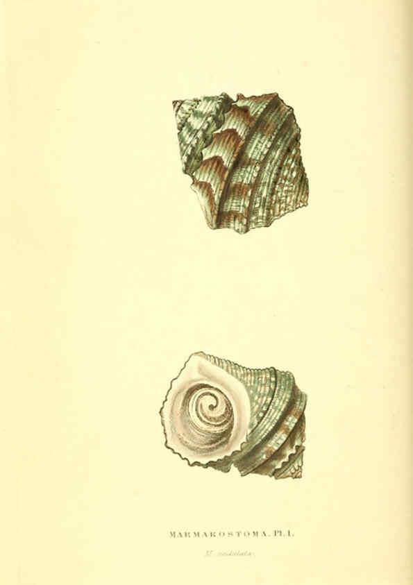Reproducción/Reproduction 6198174536: Zoological illustrations v.1. London :Baldwin & Cradock,1829-1833