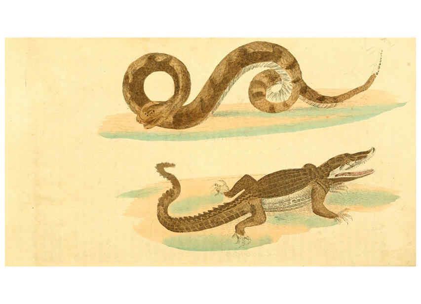 Reproducción/Reproduction 6197628709: A natural history of birds, fishes, reptiles, and insects Philadelphia :Grigg & Elliot,1845