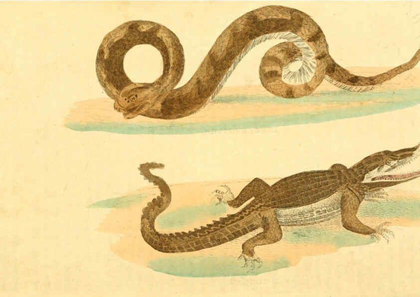 Reproducción/Reproduction 6197628709: A natural history of birds, fishes, reptiles, and insects Philadelphia :Grigg & Elliot,1845