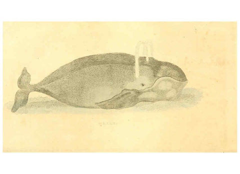 Reproducción/Reproduction 6198146756: A natural history of birds, fishes, reptiles, and insects Philadelphia :Grigg & Elliot,1845