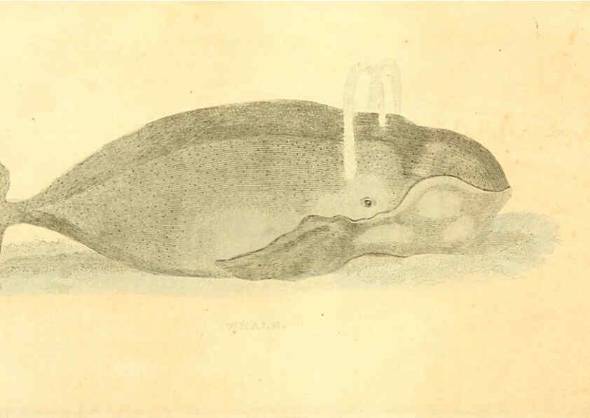 Reproducción/Reproduction 6198146756: A natural history of birds, fishes, reptiles, and insects Philadelphia :Grigg & Elliot,1845
