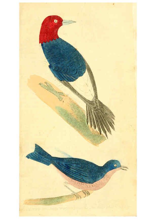 Reproducción/Reproduction 6198146576: A natural history of birds, fishes, reptiles, and insects Philadelphia :Grigg & Elliot,1845