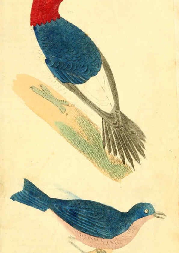 Reproducción/Reproduction 6198146576: A natural history of birds, fishes, reptiles, and insects Philadelphia :Grigg & Elliot,1845