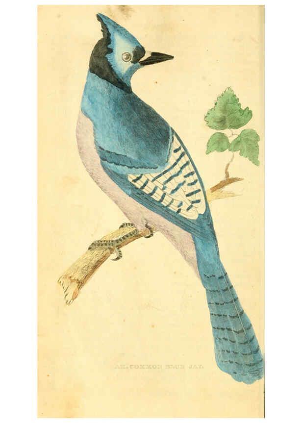 Reproducción/Reproduction 6198146390: A natural history of birds, fishes, reptiles, and insects Philadelphia :Grigg & Elliot,1845