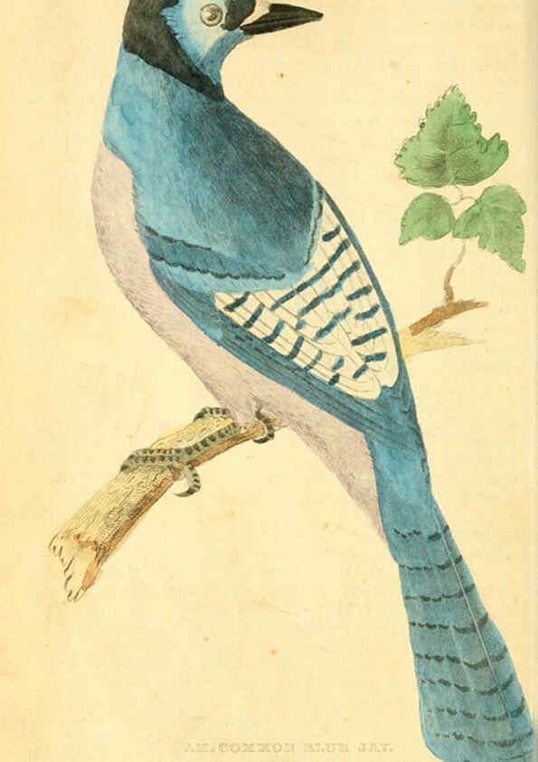 Reproducción/Reproduction 6198146390: A natural history of birds, fishes, reptiles, and insects Philadelphia :Grigg & Elliot,1845