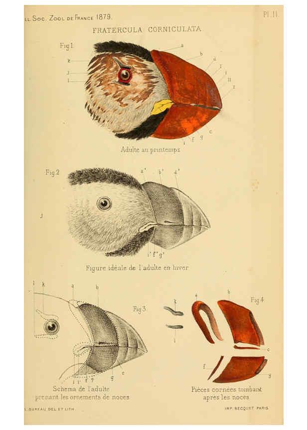 Reproducción/Reproduction 6197566909: Bulletin de la Société zoologique de France. t.4. Paris :Société zoologique de France