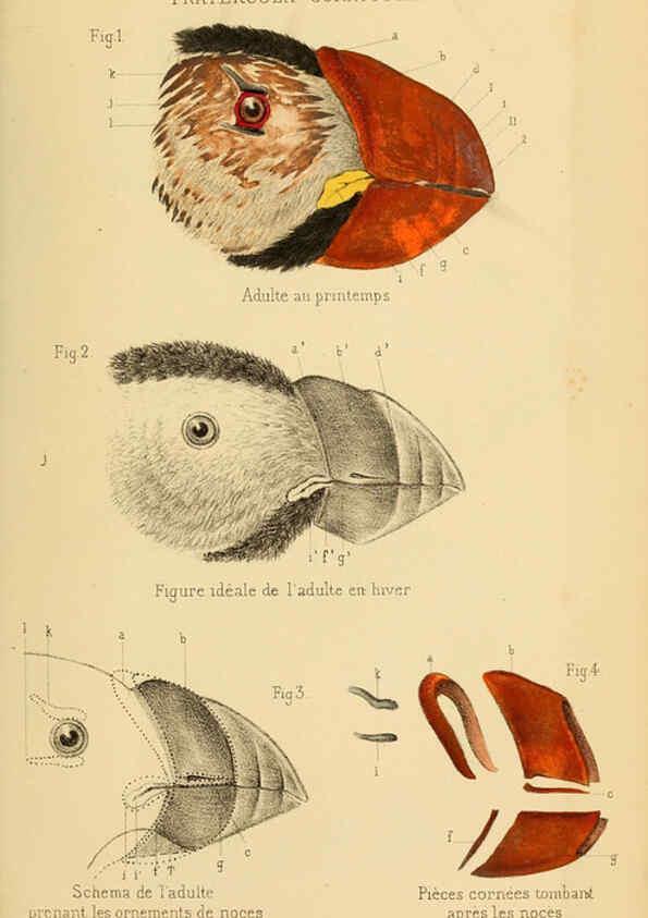 Reproducción/Reproduction 6197566909: Bulletin de la Société zoologique de France. t.4. Paris :Société zoologique de France