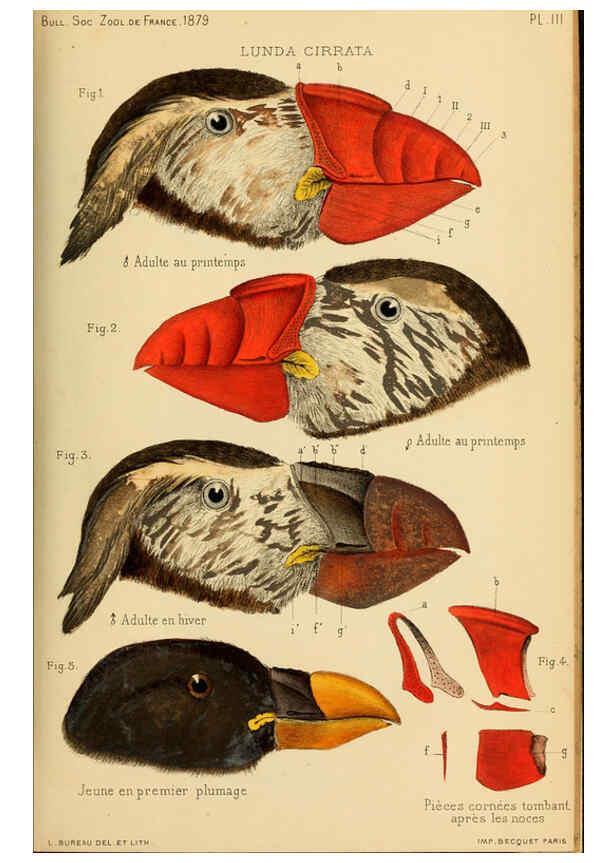 Reproducción/Reproduction 6197567107: Bulletin de la Société zoologique de France. t.4. Paris :Société zoologique de France