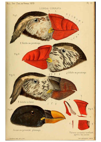 Reproducción/Reproduction 6197567107: Bulletin de la Société zoologique de France. t.4. Paris :Société zoologique de France