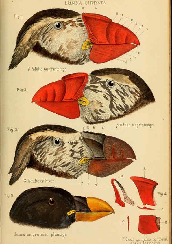 Reproducción/Reproduction 6197567107: Bulletin de la Société zoologique de France. t.4. Paris :Société zoologique de France