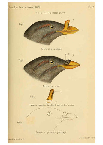 Reproducción/Reproduction 6197567291: Bulletin de la Société zoologique de France. t.4. Paris :Société zoologique de France
