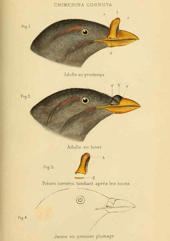 Reproducción/Reproduction 6197567291: Bulletin de la Société zoologique de France. t.4. Paris :Société zoologique de France