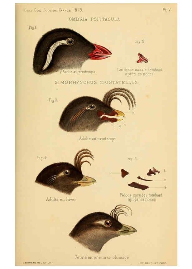 Reproducción/Reproduction 6197567545: Bulletin de la Société zoologique de France. t.4. Paris :Société zoologique de France