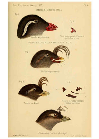 Reproducción/Reproduction 6197567545: Bulletin de la Société zoologique de France. t.4. Paris :Société zoologique de France