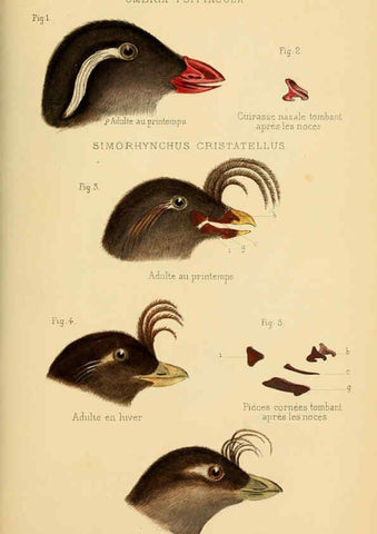 Reproducción/Reproduction 6197567545: Bulletin de la Société zoologique de France. t.4. Paris :Société zoologique de France