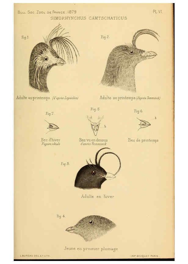 Reproducción/Reproduction 6197567763: Bulletin de la Société zoologique de France. t.4. Paris :Société zoologique de France