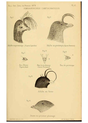 Reproducción/Reproduction 6197567763: Bulletin de la Société zoologique de France. t.4. Paris :Société zoologique de France
