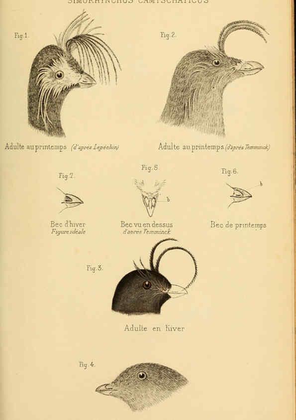 Reproducción/Reproduction 6197567763: Bulletin de la Société zoologique de France. t.4. Paris :Société zoologique de France