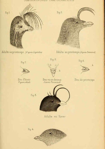 Reproducción/Reproduction 6197567763: Bulletin de la Société zoologique de France. t.4. Paris :Société zoologique de France