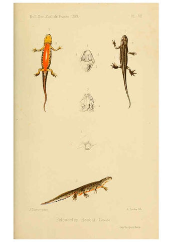 Reproducción/Reproduction 6197568019: Bulletin de la Société zoologique de France. t.4. Paris :Société zoologique de France