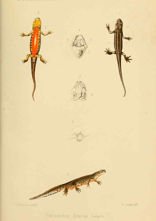 Reproducción/Reproduction 6197568019: Bulletin de la Société zoologique de France. t.4. Paris :Société zoologique de France