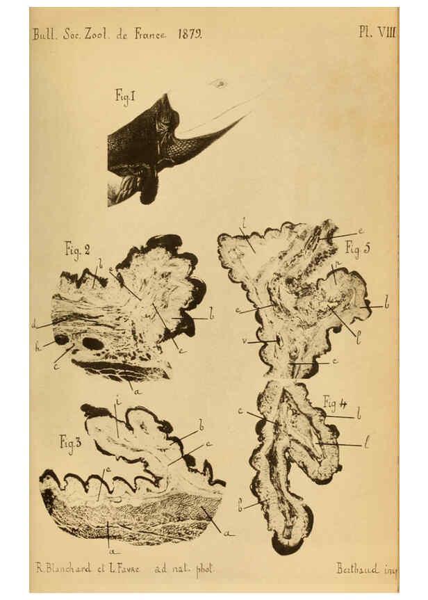 Reproducción/Reproduction 6197568201: Bulletin de la Société zoologique de France. t.4. Paris :Société zoologique de France