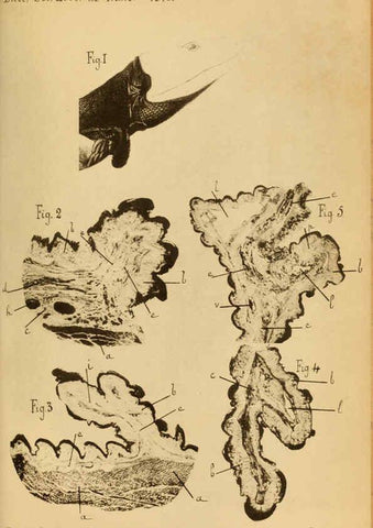 Reproducción/Reproduction 6197568201: Bulletin de la Société zoologique de France. t.4. Paris :Société zoologique de France
