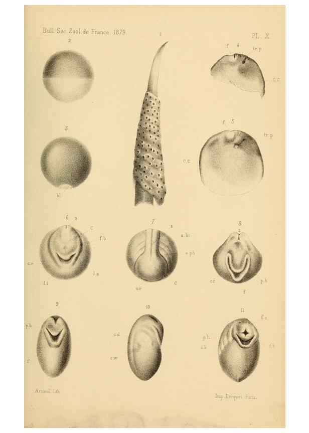 Reproducción/Reproduction 6198087424: Bulletin de la Société zoologique de France. t.4. Paris :Société zoologique de France