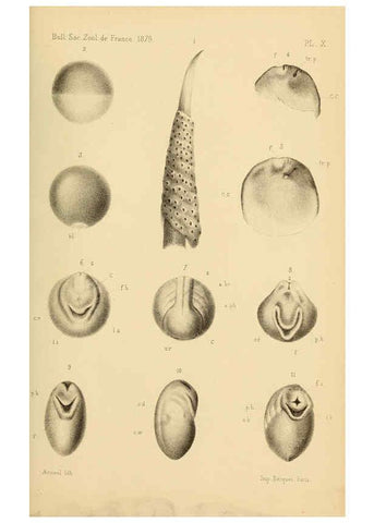 Reproducción/Reproduction 6198087424: Bulletin de la Société zoologique de France. t.4. Paris :Société zoologique de France