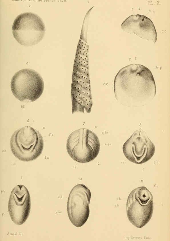 Reproducción/Reproduction 6198087424: Bulletin de la Société zoologique de France. t.4. Paris :Société zoologique de France