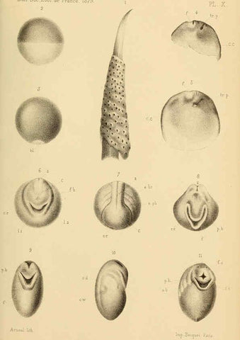 Reproducción/Reproduction 6198087424: Bulletin de la Société zoologique de France. t.4. Paris :Société zoologique de France