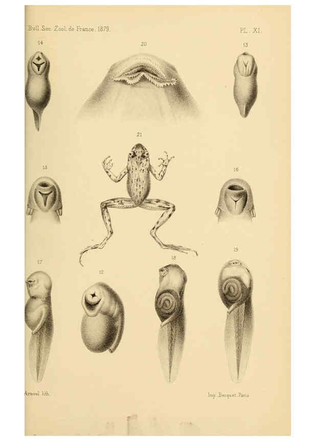 Reproducción/Reproduction 6198087612: Bulletin de la Société zoologique de France. t.4. Paris :Société zoologique de France