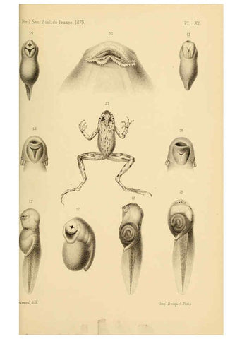 Reproducción/Reproduction 6198087612: Bulletin de la Société zoologique de France. t.4. Paris :Société zoologique de France